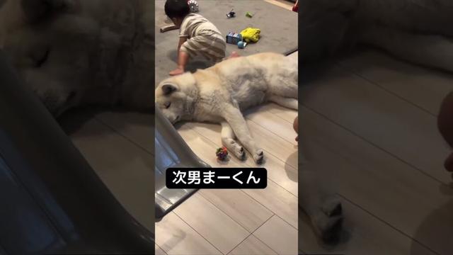#akitainu 秋田犬を超えて成長する弟達