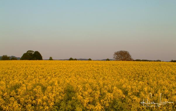 Das Foto zeigt ein Rapsfeld in voller Blüte, aufgenommen abends bei tiefstehender Sonne. Hinter dem Rapsfeld sind zwei größere und mehrere kleine Bäume zu erkennen. Am Horizont sieht man bewaldete Hügel hinter den Bäumen. Das helle Blau des Himmels geht über dem Horizont in eine rötliche Färbung über und kündigt die nahende Dämmerung an.