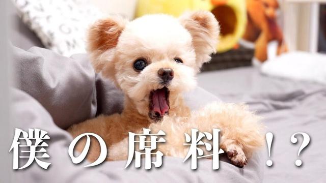 レストランいったら犬料金とられた・・・。でもこのシステムは広まっていいと思う【トイプードル】