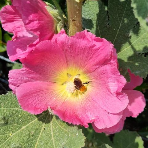 Une abeille butine la rose trémière rose au cœur jaune. Il ne reste plus beaucoup de pollen.