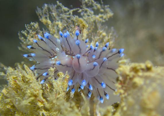 Close up photo of a sea slug with its back covered in transluscent appendages, each appendage has a vibrant blue tip. The seaslug is crawling on yellowish-brown algae