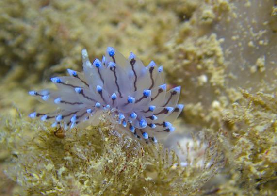 Close up photo of a sea slug with its back covered in transluscent appendages, each appendage has a vibrant blue tip. The seaslug is crawling on yellowish-brown algae
