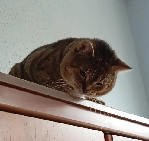 #Kater Strolch sitzt auf dem Schrank im Wohnzimmer und schaut nach unten. Dahinter eine blaue Wand.
