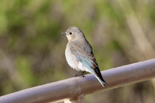 Female mountain bluebird sitting on a handrail.