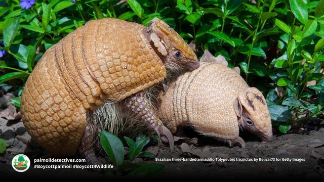 Brazilian three-banded #armadillos are the adorable armoured tanks of #Brazil’s #Cerrado who can curl into an armoured ball. They are #vulnerable from #deforestation. Help them survive by being #vegan and #Boycottpalmoil #Boycott4Wildlife @palmoildetect https://wp.me/pcFhgU-8R9?utm_source=mastodon&utm_medium=Palm+Oil+Detectives&utm_campaign=publer