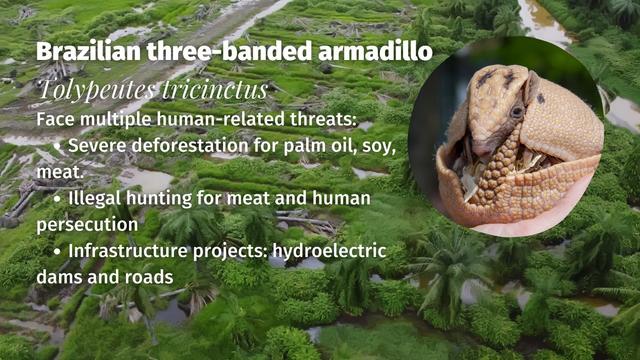 Brazilian three-banded #armadillos are the adorable armoured tanks of #Brazil’s #Cerrado who can curl into an armoured ball. They are #vulnerable from #deforestation. Help them survive by being #vegan and #Boycottpalmoil #Boycott4Wildlife @palmoildetect https://wp.me/pcFhgU-8R9?utm_source=mastodon&utm_medium=Palm+Oil+Detectives&utm_campaign=publer