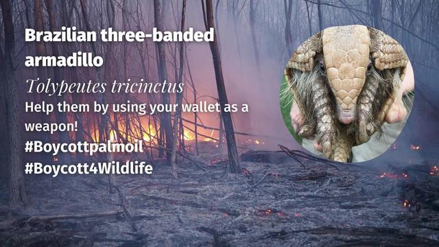 Brazilian three-banded #armadillos are the adorable armoured tanks of #Brazil’s #Cerrado who can curl into an armoured ball. They are #vulnerable from #deforestation. Help them survive by being #vegan and #Boycottpalmoil #Boycott4Wildlife @palmoildetect https://wp.me/pcFhgU-8R9?utm_source=mastodon&utm_medium=Palm+Oil+Detectives&utm_campaign=publer