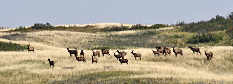 #Elk 

A small heard of mostly cow elk in some rolling hills in Saskatchewan