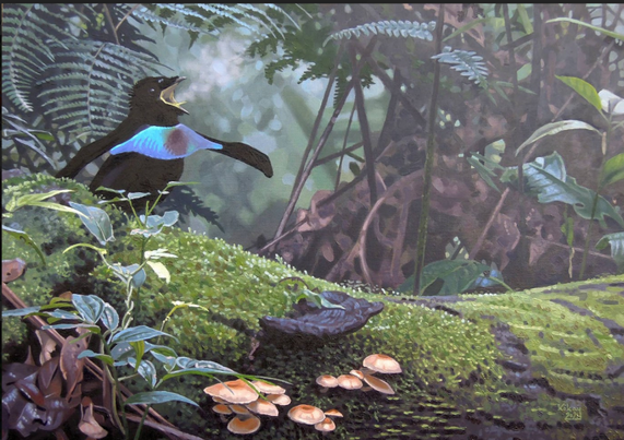 Vogelkop Superb Bird of Paradise by Szabolcs Kókay
