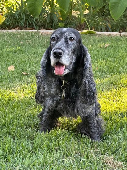 A dark blue roan English Cocker Spaniel, standing in her yard, looking at the camera with her tongue hanging out.