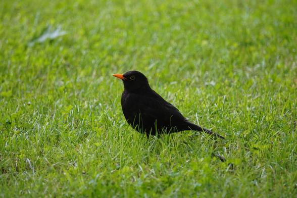 The picture shows a black bird with an orange beak on a background of grass