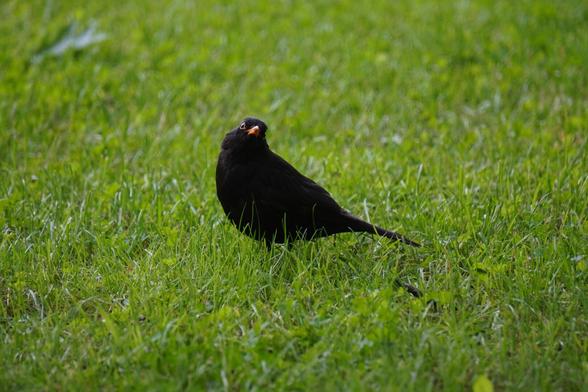 The picture shows a black bird with an orange beak on a background of grass. It has its head pointed at the camera.