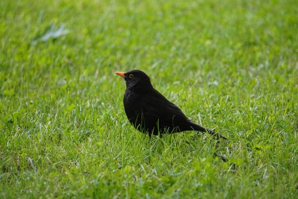 The picture shows a black bird with an orange beak on a background of grass