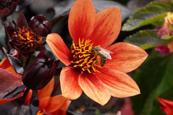 The picture shows a bee on a dark orange flower.