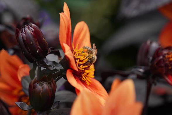 The picture shows a bee on a dark orange flower.