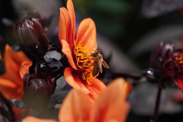 The picture shows a bee on a dark orange flower.