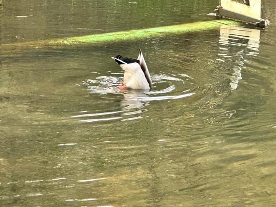 A duck dives headfirst into calm water, its tail and webbed feet visible. Ripples surround it, and a green algae-covered log is nearby, creating a playful scene.