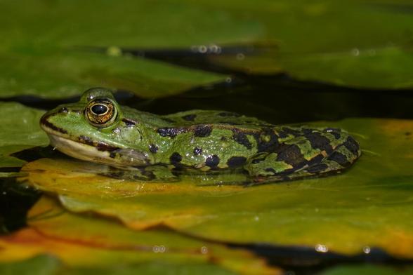 The picture shows a green and black speckled frog on a lily pad