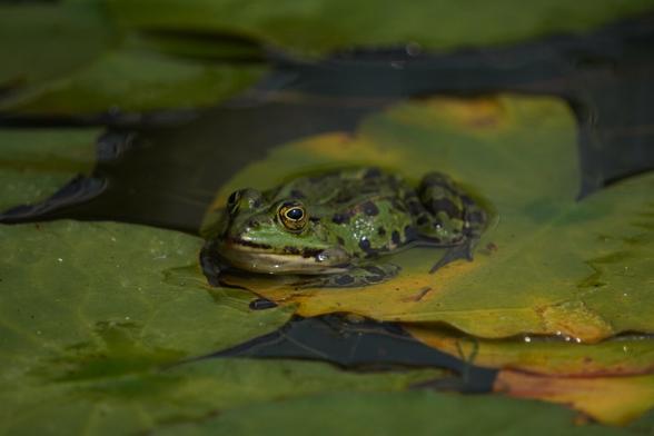 The picture shows a green and black speckled frog on a lily pad.