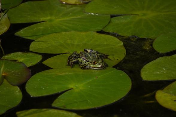 The picture shows a green and black speckled frog on a lily pad.