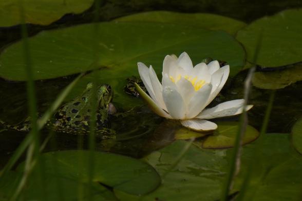 The picture shows a green and black speckled frog on a lily pad with a white flower to its right.