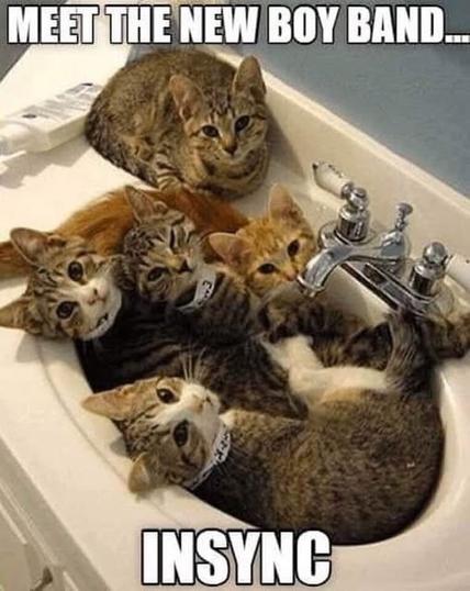 Five cats with tabby patterns sitting in a bathroom sink, looking towards the camera.

Transcribed Text:

MEET THE NEW BOY BAND... INSYNC