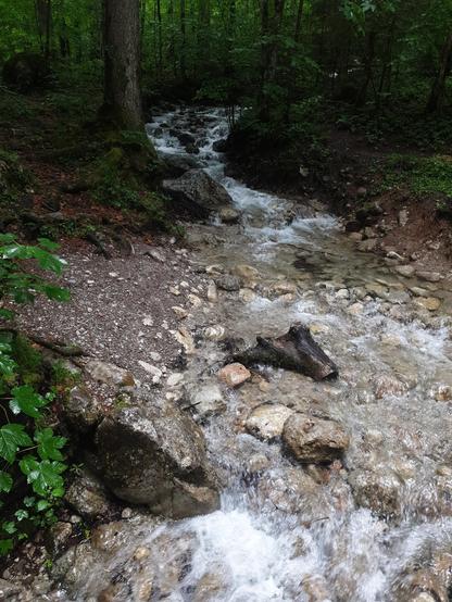 wildbach im wald