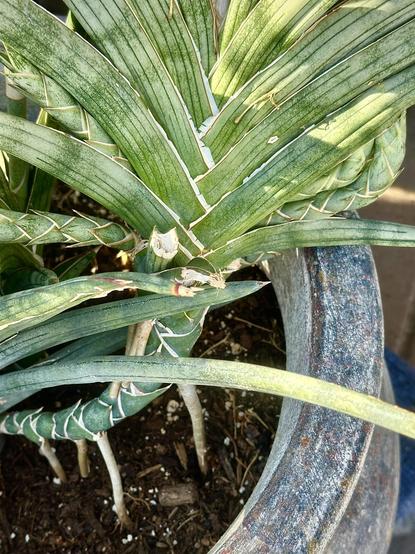 As described in post, this snake plant is very healthy and growing quickly. Closer view of plant in large pot shows the fat curve of the branch stems that looks woven like a rope or braid or a snake. Very green low and leaves are flat yellow-green blades.