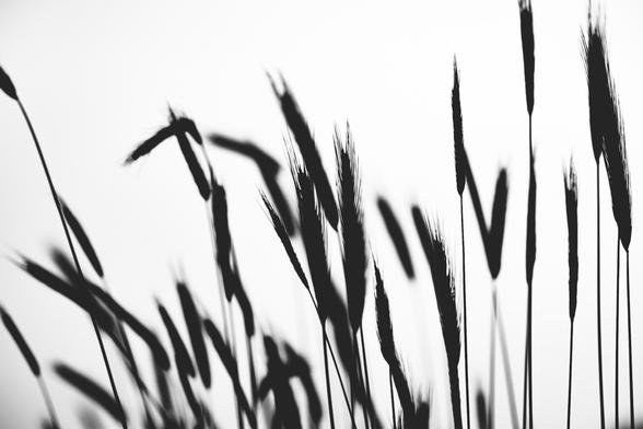 Black and white photo capturing tall grass or cereal spikes in silhouette against a bright, overexposed sky. The soft blur and flowing lines create a sense of gentle motion and contrast, evoking a quiet, windswept atmosphere.