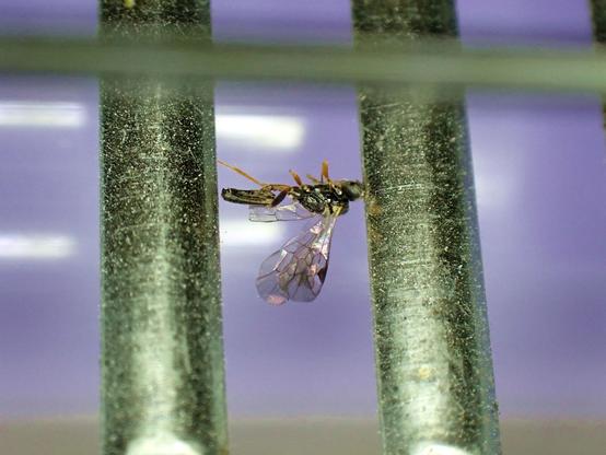 A macro photo of a fly whose desiccated corpse is stuck between two metal strips (each strip is about 2 mm wide for scale). Its filigrane pattern wings still glimmer in rainbow colours. A bluish light is out of focus behind.