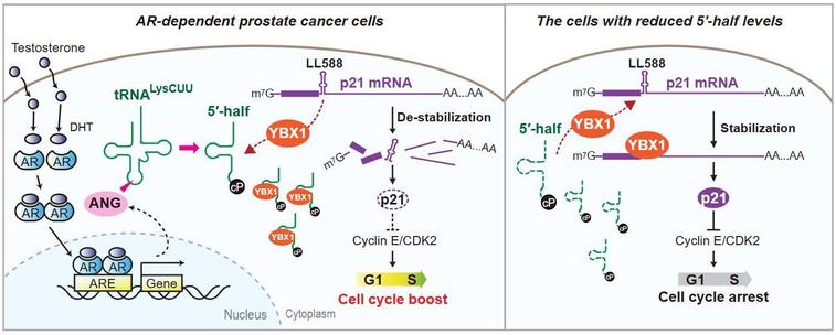Schematic representation of how the 5′-tRNALysCUU half promotes cell proliferation. Lefthand panel shows the normal situation in AR-dependent prostate cancer cells, with the 5'-tRNA half destabilising p21 mRNA, resulting in lower p21 levels and boosted cell cycle progression. Righthand panel shows cells with reduced levels of 5'-tRNA halves, where the higher levels of p21 result in cell cycle arrect.