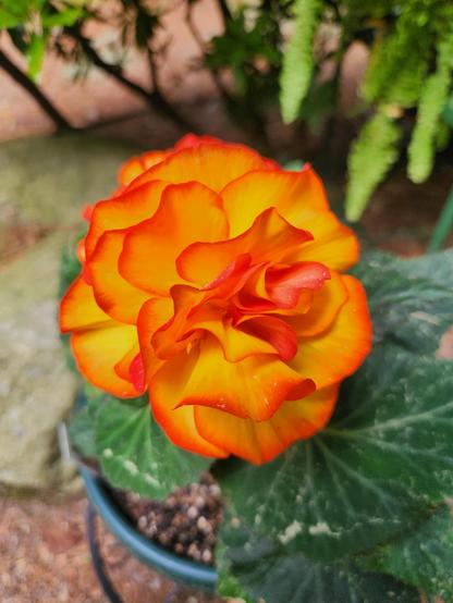 A ruffled looking begonia flower that is orange on the ends of each ruffle, and changing from deep orange on the rim to light orange then to yellow towards the center of the flower.