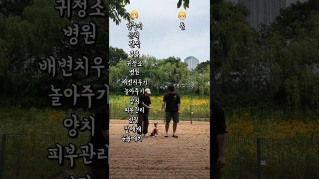 단 1초도 고민없이..#basenji #바센지 #басенджи #バセンジー #강아지 #dog