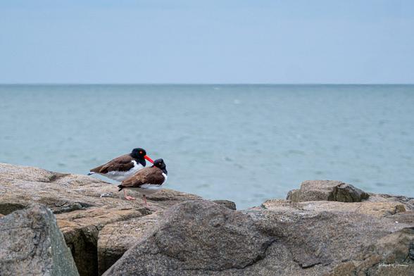 Two American Oystercatchers standing on coastal rocks facing each other, showing bold black-and-white plumage and bright orange-red bills, with calm sea in the background.