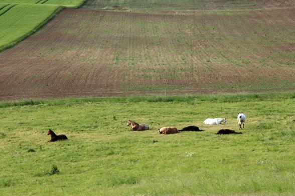 Das Bild zeigt eine ländliche Szene mit einem sanft hügeligen Landschaftsprofil. Im Vordergrund befindet sich eine grüne Wiese, auf der sieben Pferde zu sehen sind. Sechs von ihnen liegen entspannt auf dem Gras, während eines am rechten Bildrand steht. Die Pferde sind unterschiedlich gefärbt – von dunkelbraun bis weiß.

Im Hintergrund erstreckt sich ein Acker mit frisch bearbeiteter, noch teilweise begrünt wirkender Erde, der sich durch seine braune Farbe deutlich von der saftig grünen Wiese im Vordergrund abhebt. Ganz oben links ist ein Streifen mit dichtem, hohem Grün zu erkennen, vermutlich Getreide oder eine andere Feldfrucht.