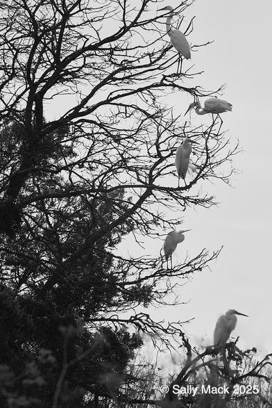 Black-and-white vertical photo of six white great egrets roosting in a tree. The egrets are lined up vertically on the ends of bare branches of a tree. Background is plain sky.