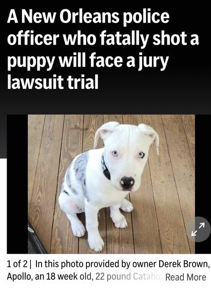 A New Orleans police
officer who fatally shot a
puppy will face a jury
lawsuit trial

In this photo provided by owner Derek Brown,
Apollo, an 18 week old puppy