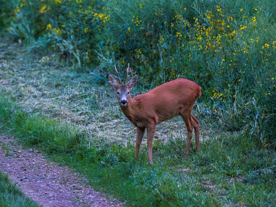 Ein Bock am Wegrand