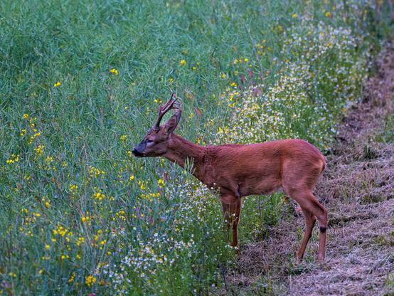 Ein Bock steht am Rand vom Rapsfeld