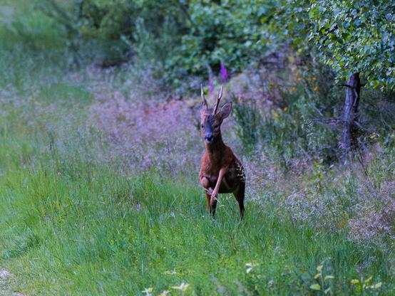 Bock springt auf dem Weg. Leider wegen zu langer Belichtung etwas unscharf.