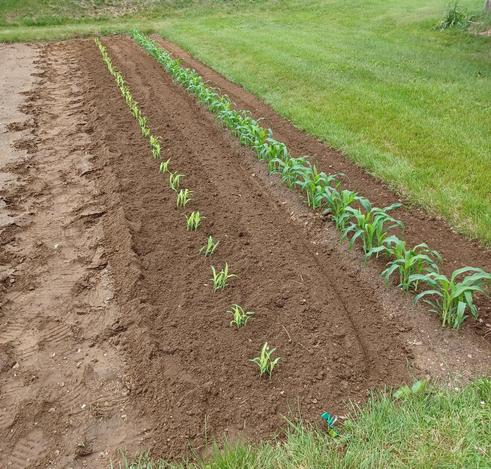 Freshly groomed garden plot showing two rows of sweet corn.  Row to the right was put in the ground from pots two weeks ago and plants are about 1 foot / 30cm tall and dark green. Row to the left was just put in the ground from pots a few minutes before photo was taken.  Plants are about 5 inches / 13cm tall and a pale yellowish-green.  Each row stretches away from viewer and is about 40 feet / 12m in length.  The rows are about 3 feet / 91cm apart.  Garden bed is surrounded by mown grass.
