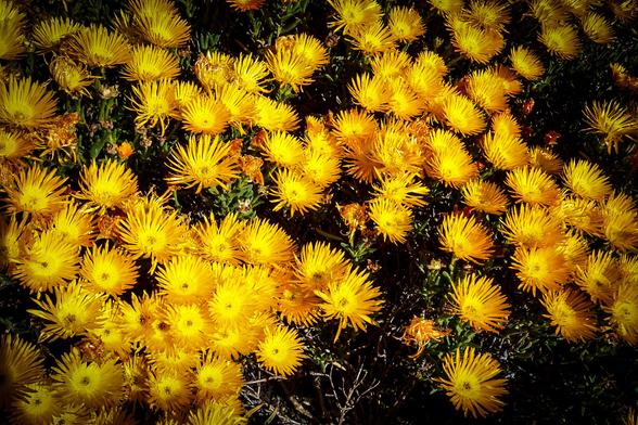 The image features a dense cluster of bright yellow flowers, likely a type of iceplant or similar species, with numerous petals radiating outward from a central point. The flowers are in full bloom, displaying a vibrant yellow color that stands out against the darker background. The petals are long and slender, with a slight curve, and the centers of the flowers are visible, though not in detail. The green foliage is interspersed among the flowers, providing a contrast to the yellow petals. The lighting in the image is bright, highlighting the flowers and casting shadows that add depth to the scene. The overall composition is a close-up view, focusing on the flowers and their immediate surroundings, with no other objects or background elements visible.

Provided by @altbot, generated privately and locally using Ovis2-8B