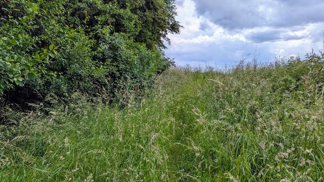 Da ist ein Pfad, ich schwöre! 
Mit hohem Gras zugewachsener Trampelpfad am Rand vom einem Feld.