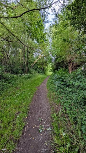Schmaler Waldweg.