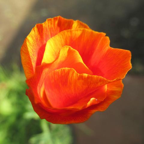 Blüte vom Goldmohn