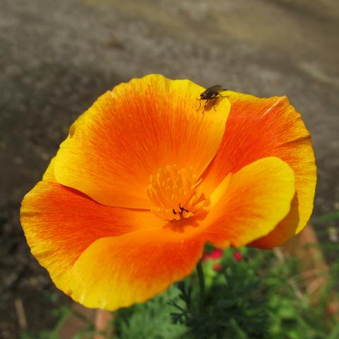 Blüte vom Goldmohn