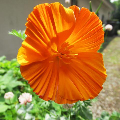 Blüte vom Goldmohn