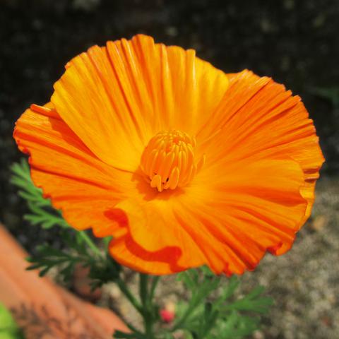 Blüte vom Goldmohn