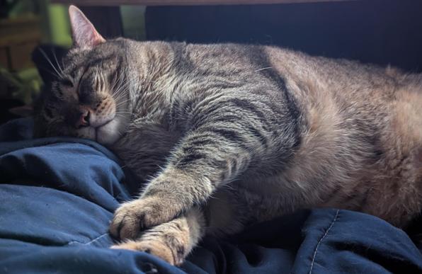 Waffles the three-legged, chonky, tabby cat, sleeping on his side with his front paws crossed out in front of him, with his head on my leg.