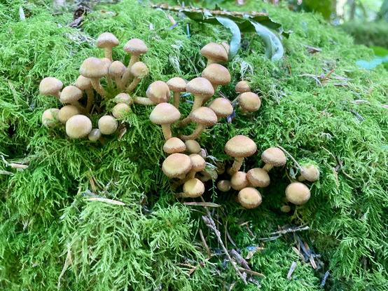 20-30 tiny brown mushrooms growing amongst moss
